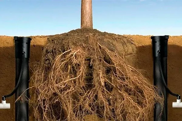 Орошение через дренажные отверстия уход за грушей37