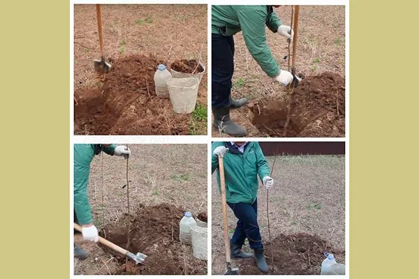 Осенняя посадка посадка алычи23