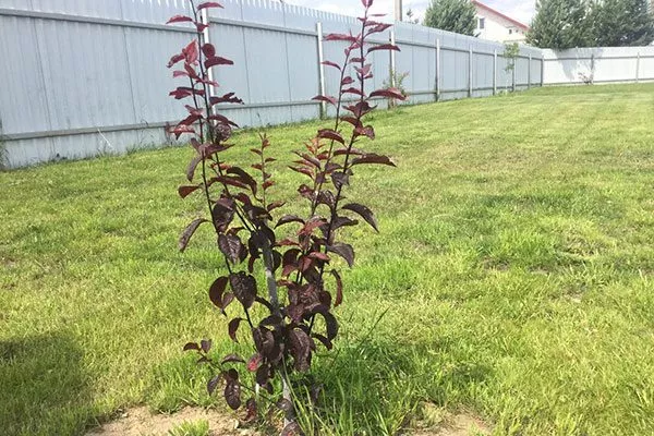 осенью посадка алычи24