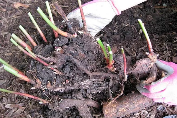 Осенью посадка пионов17