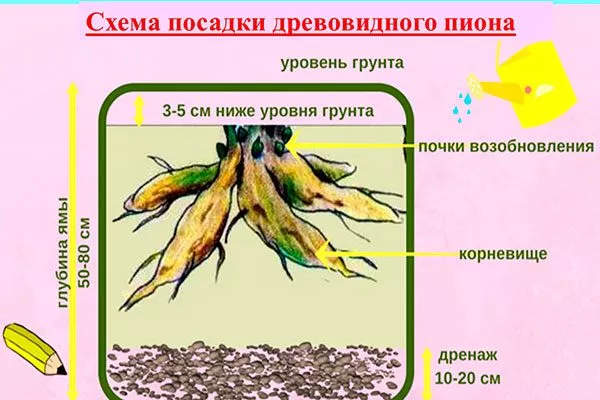 Ошибочная глубина при посадке пионы не цветут6