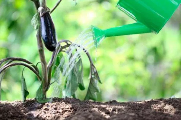 Основные факторы, влияющие на частоту полива баклажанов