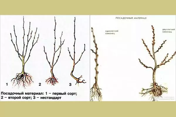 Основные правила подбора саженца алычи посадка алычи25