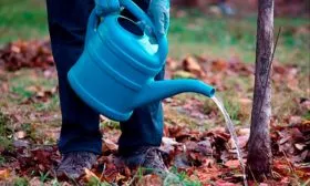 Основные правила полива сливы как поливать8