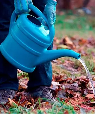 Основные правила полива сливы как поливать8