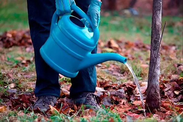 Основные правила полива сливы как поливать8