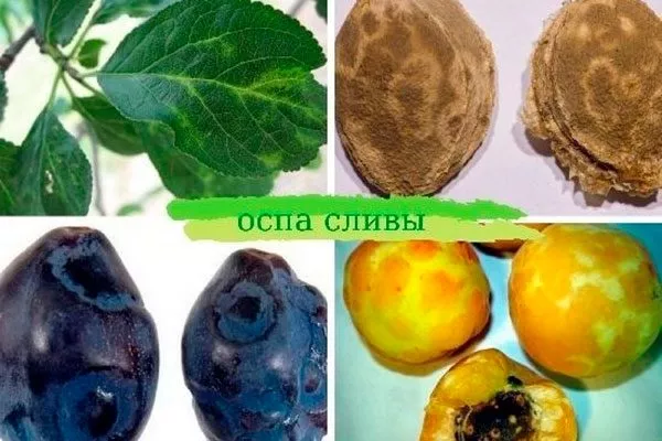 Оспа сливы (шарка) болезни сливы17