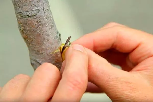 Осторожно приподнимите края надреза