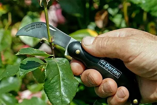 Острый нож Обрезка яблони46