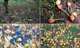 осыпается Осыпание сливы16