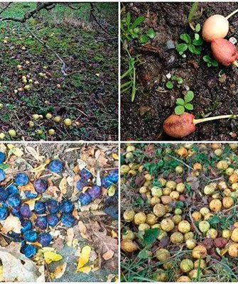 осыпается Осыпание сливы16