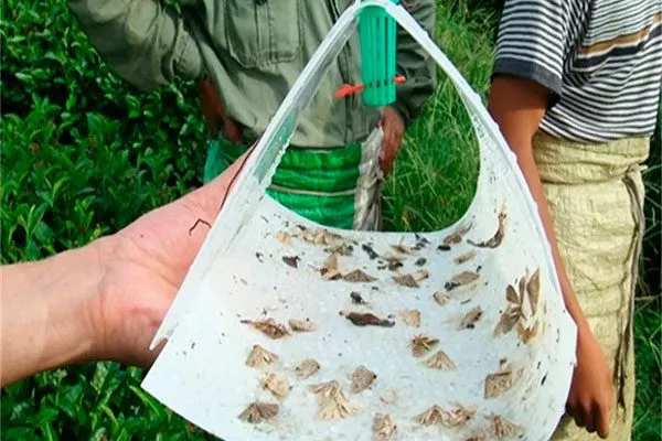 Отлов бабочек меры борьбы16