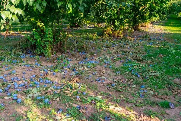 Отлов гусениц падалица меры борьбы17