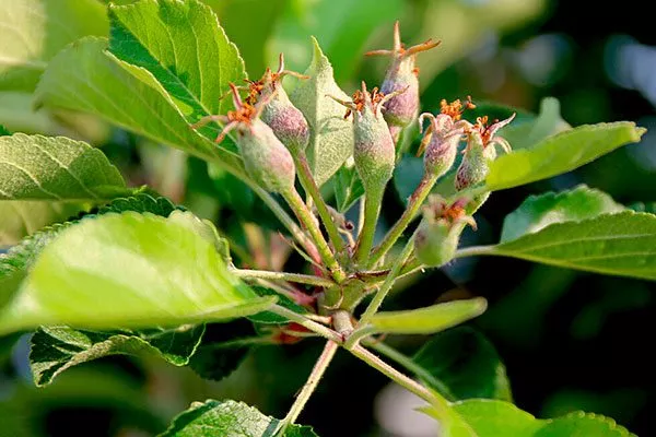 отцветает для яблони39