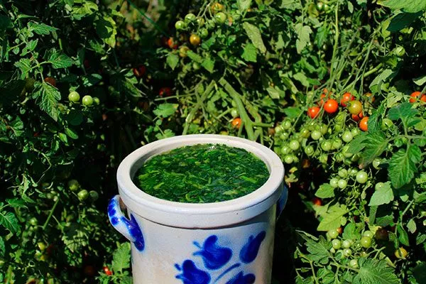 Отвар из помидорной ботвы Тля на груше31