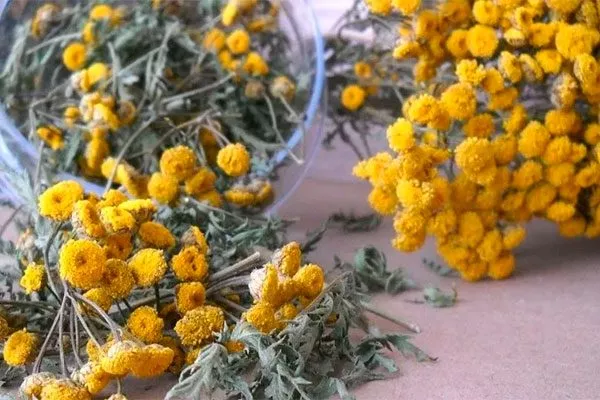 Отвар пижмы способы борьбы19