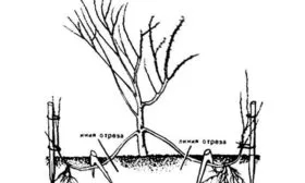 отводки груши Память Жегалова15