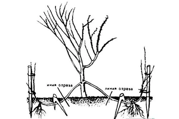 отводки груши Память Жегалова15