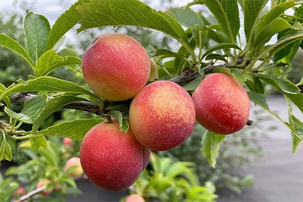 Оюна для сибири и урала36