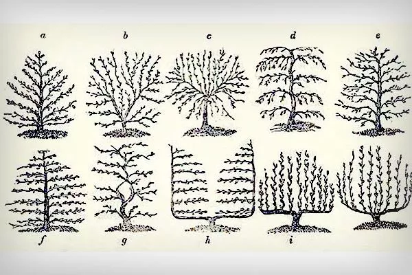 Пальметта1 Обрезка яблони48