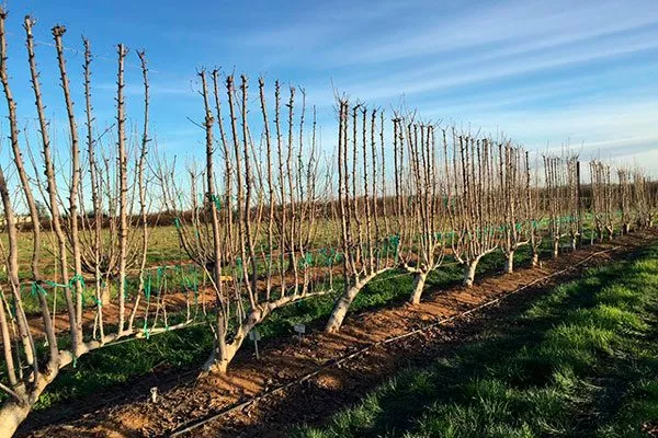 Пальметта2 Обрезка яблони49