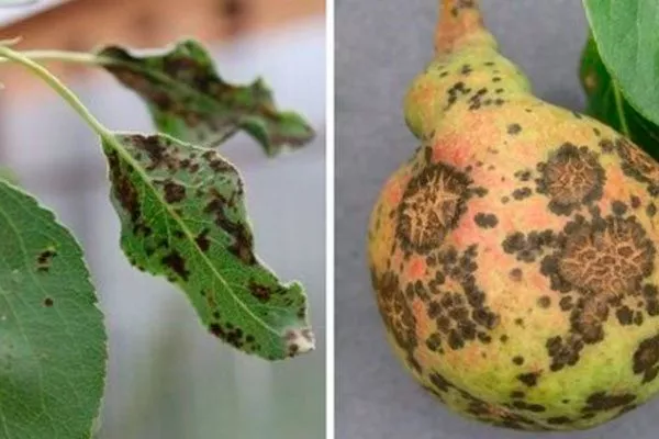 Парша груши уход за грушей38