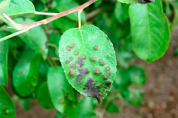 парша на листьях