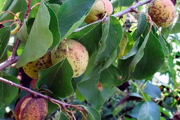 Парша сливы