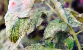 паутинного клеща огурцов Шопен10