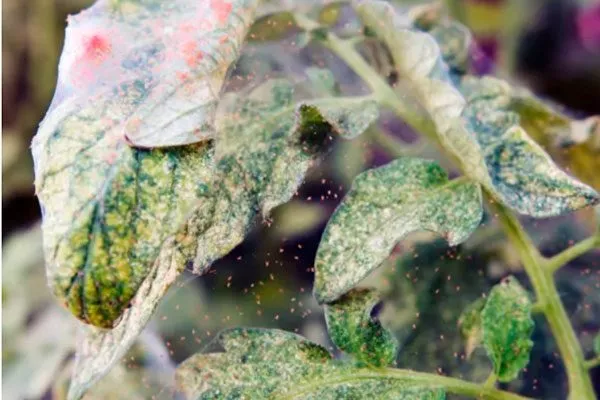 паутинного клеща огурцов Шопен10