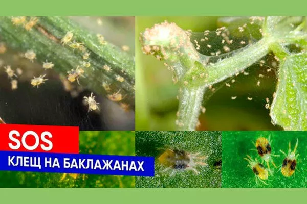 Паутинный клещ на баклажанах 2 Паутинный клещ23