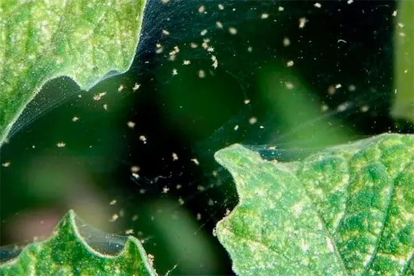 Паутинный клещ на баклажанах Паутинный клещ24