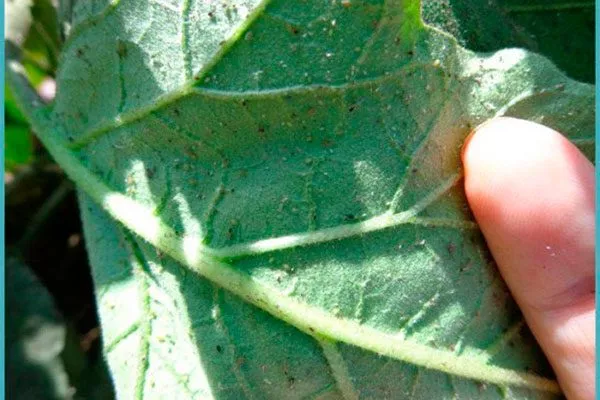 Паутинный клещ на баклажанах1 Паутинный клещ25