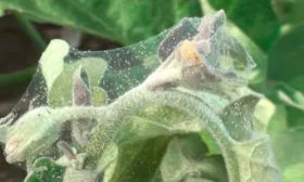 Паутинный клещ на баклажанах3 Паутинный клещ26