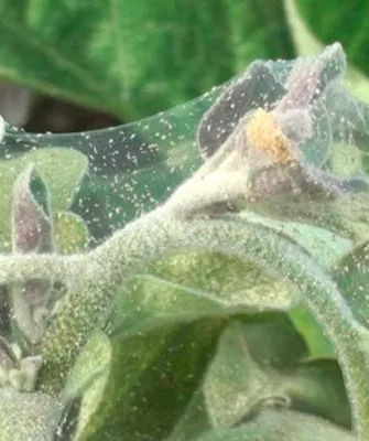 Паутинный клещ на баклажанах3 Паутинный клещ26
