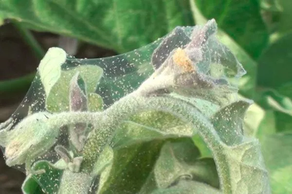 Паутинный клещ на баклажанах3 Паутинный клещ26