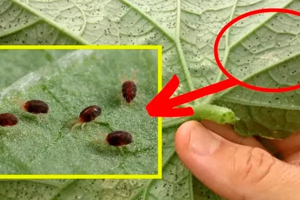 паутинный клещ Паутинный клещ27