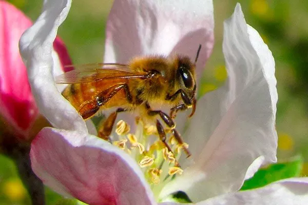 пчелы Опыление груши16