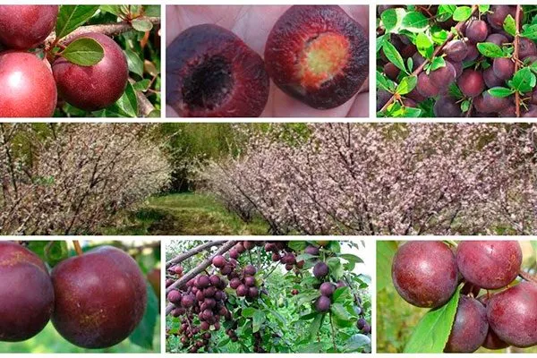 Пчёлка, Мейнор, Чулыма, Адмирал Шлей и Любительский – вишнёво-сливовые гибриды для сибири и урала49