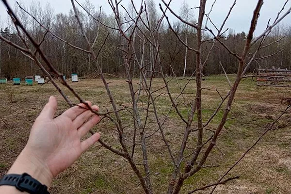 Перед зимовкой подкормить сливу38