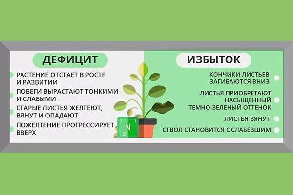 Передозировка азота Удобрение грецкого ореха14