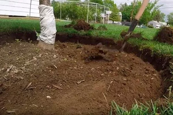 перекопайте приствольный круг с переворотом пласта Подкормка алычи32