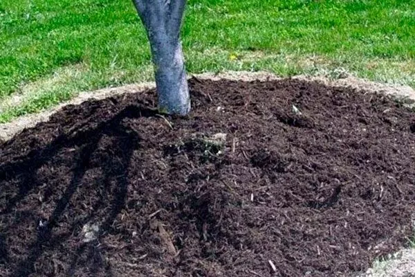 перекопка и рыхление почвы в приствольном круге