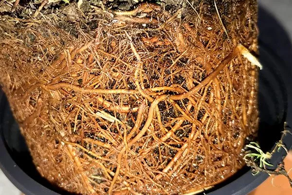 Переполнившийся корень2 болезни сливы19