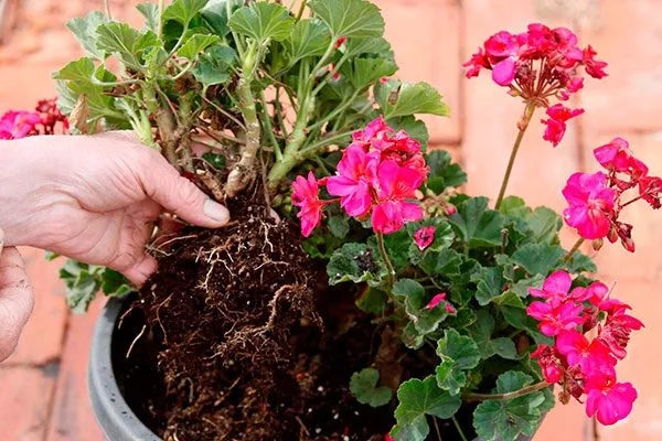 пересадка 1 Формирование герани16