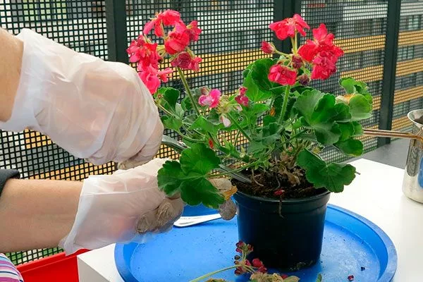 Пересадка после покупки пересадка герани12