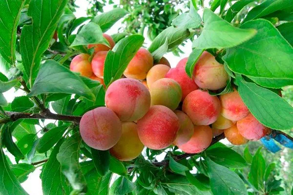 Пересвет для сибири и урала37