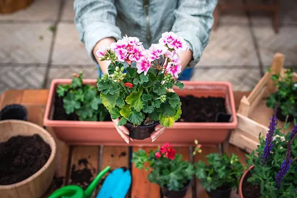 Перевалка весной в кашпо большего объёма пересадка герани11