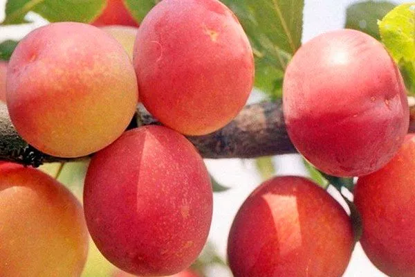 Персиковая