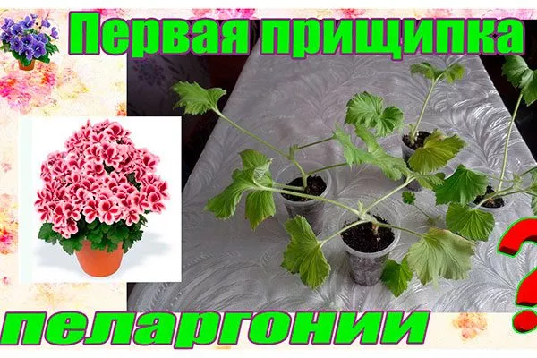 первая прищипка Формирование герани15